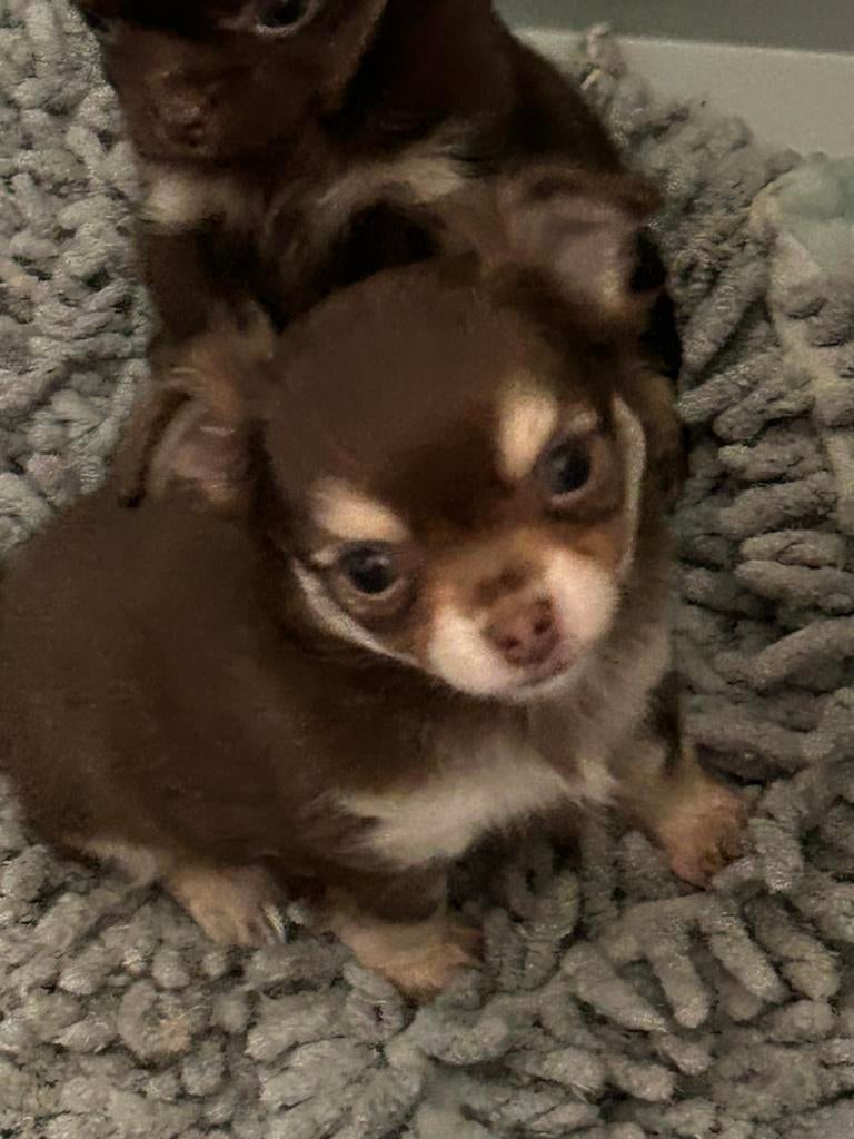 Chihuahua pup choco tan, Parvo, 8 tot 15 weken, Meerdere, Meerdere dieren