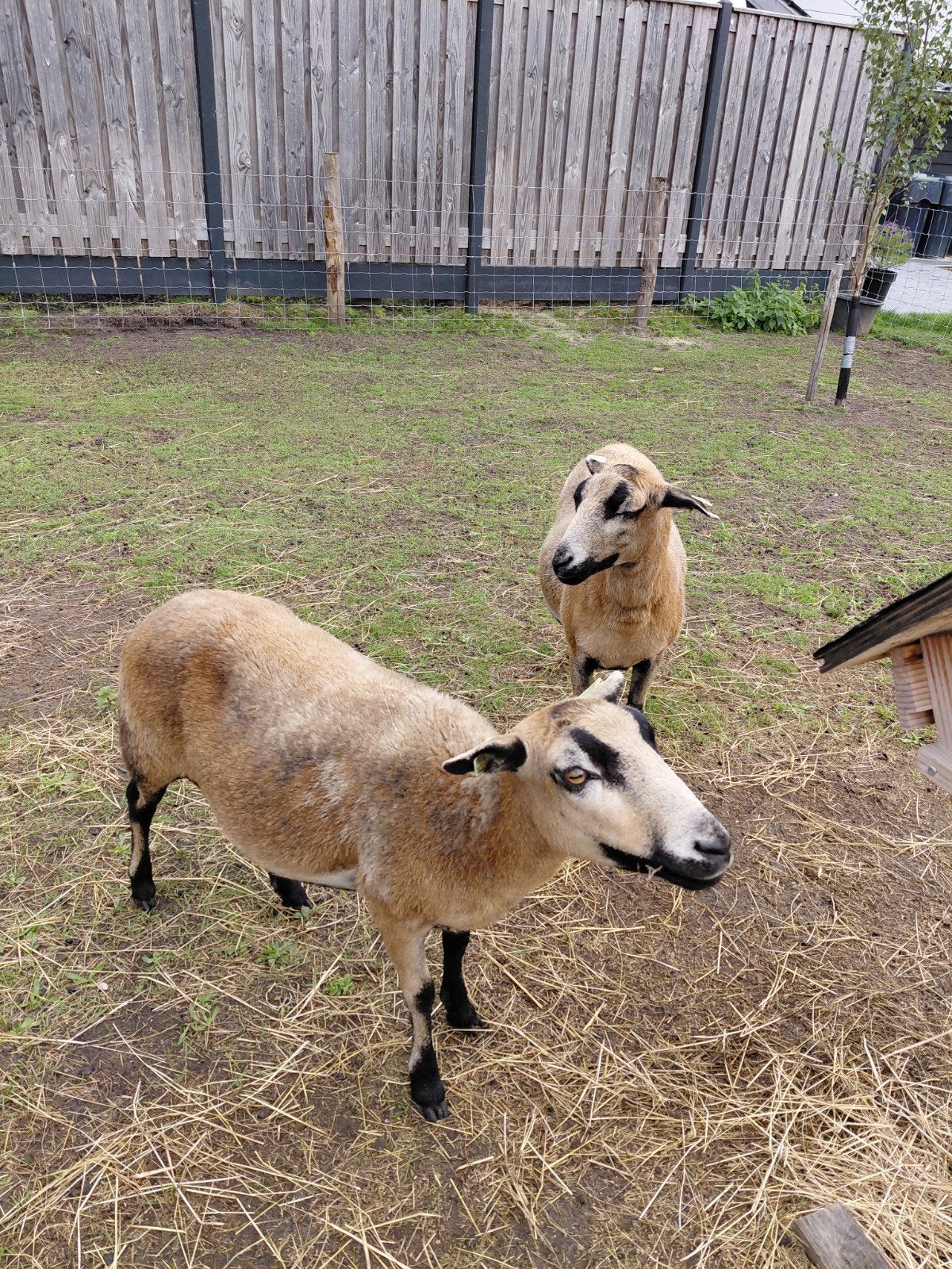 2 mooie jonge Maasduinen ooien te koop, Vrouwelijk, Schaap