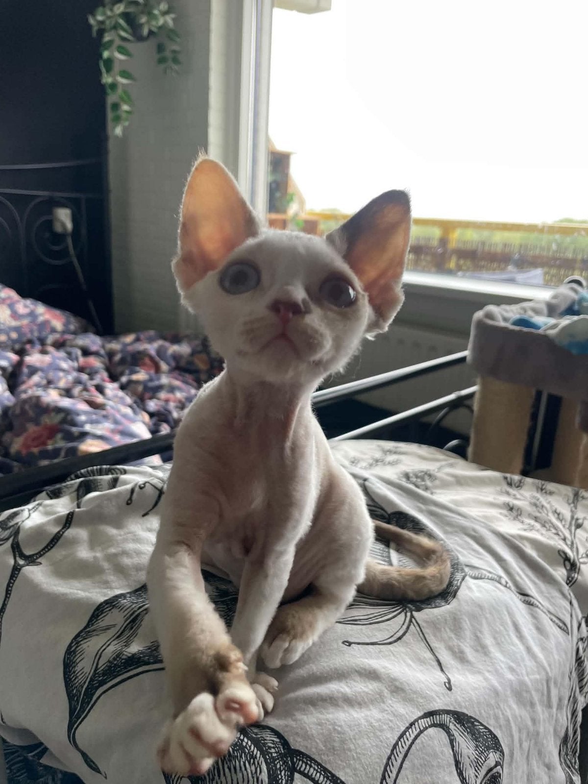 Foto 2 van Devon Rex Kitten