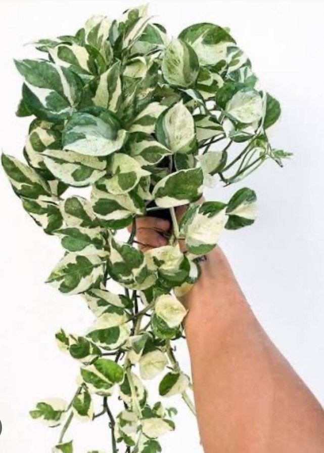 Epipremnum n’joy bladstekjes, Ophalen of Verzenden, Halfschaduw, Minder dan 100 cm
