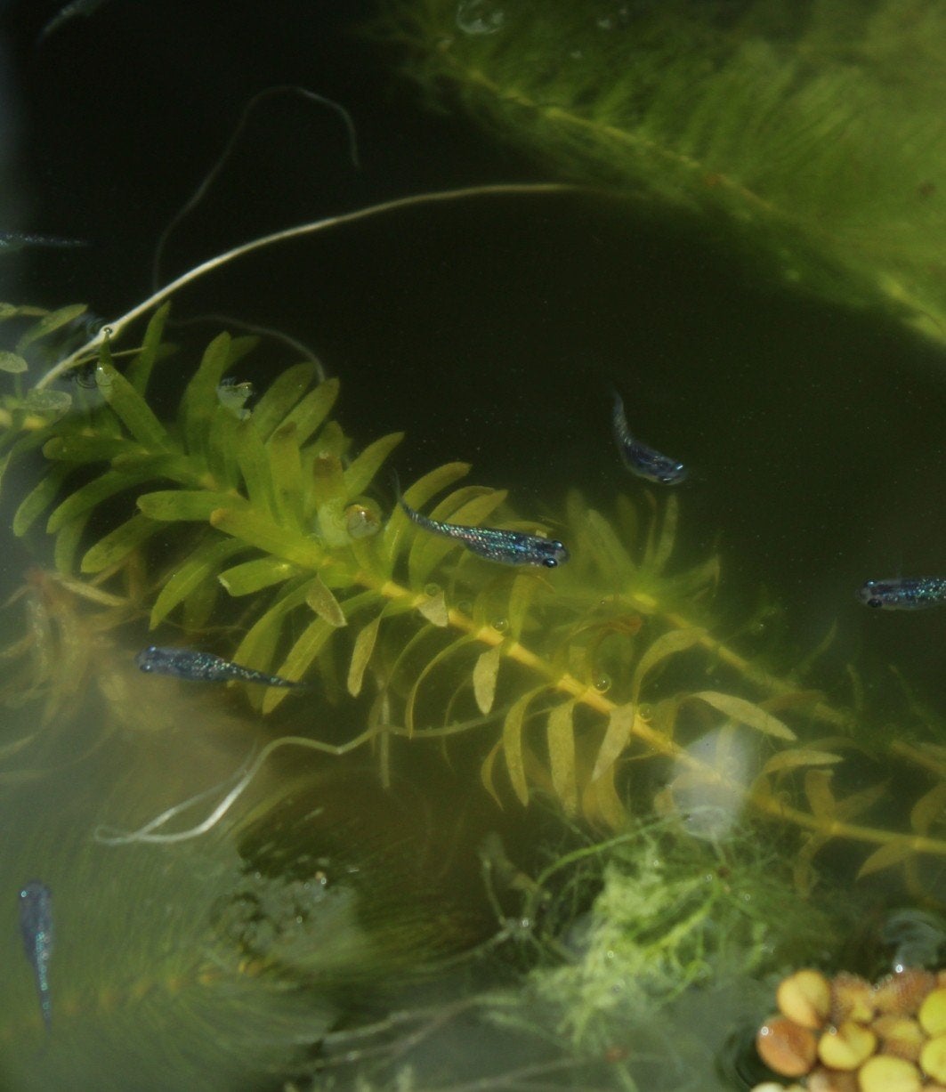 Medaka Sapphire blue lamé eitjes, Ophalen of Verzenden