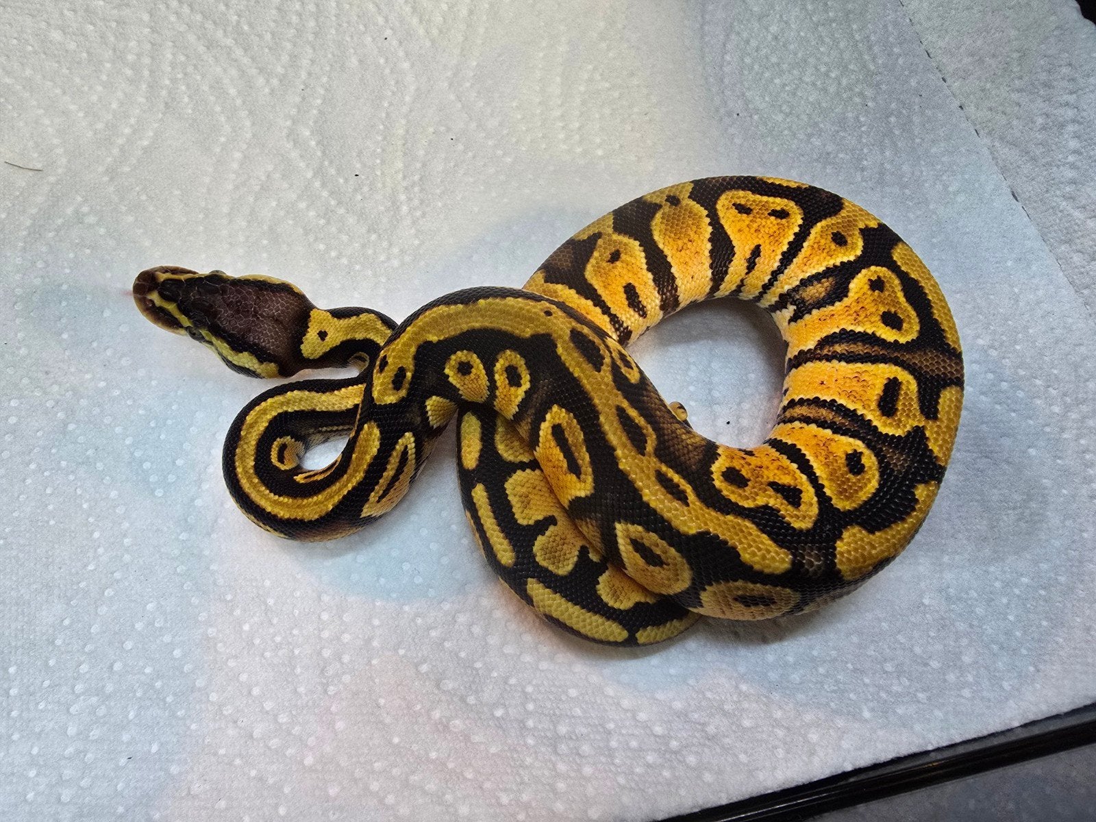 vele koningspythons in diversen kleuren nk 2026 Ball Python photo 6
