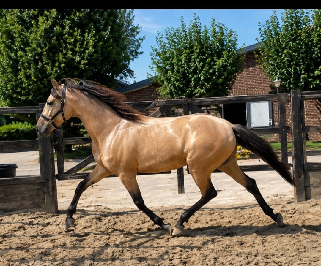 # Unieke kans ruim 2 jarige Pre valk hengst #, Dieren en Toebehoren, Paarden, Hengst, Niet van toepassing, Minder dan 160 cm, 0 tot 2 jaar