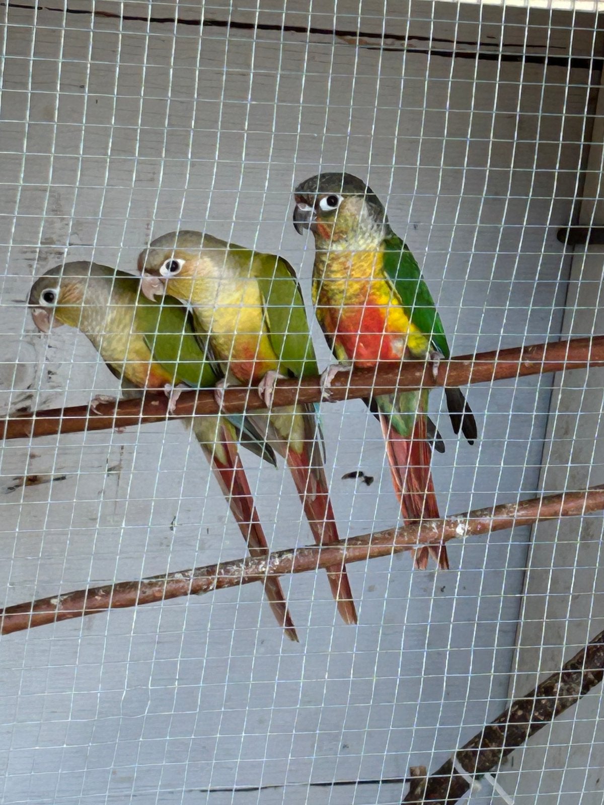 Jonge pyrrhura s, Dieren en Toebehoren, Vogels | Parkieten en Papegaaien, Geslacht onbekend, Parkiet