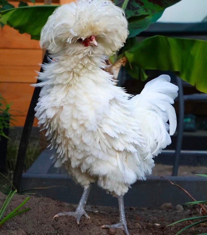 Mooie, lieve Padua haan 🐓, Mannelijk, Kip