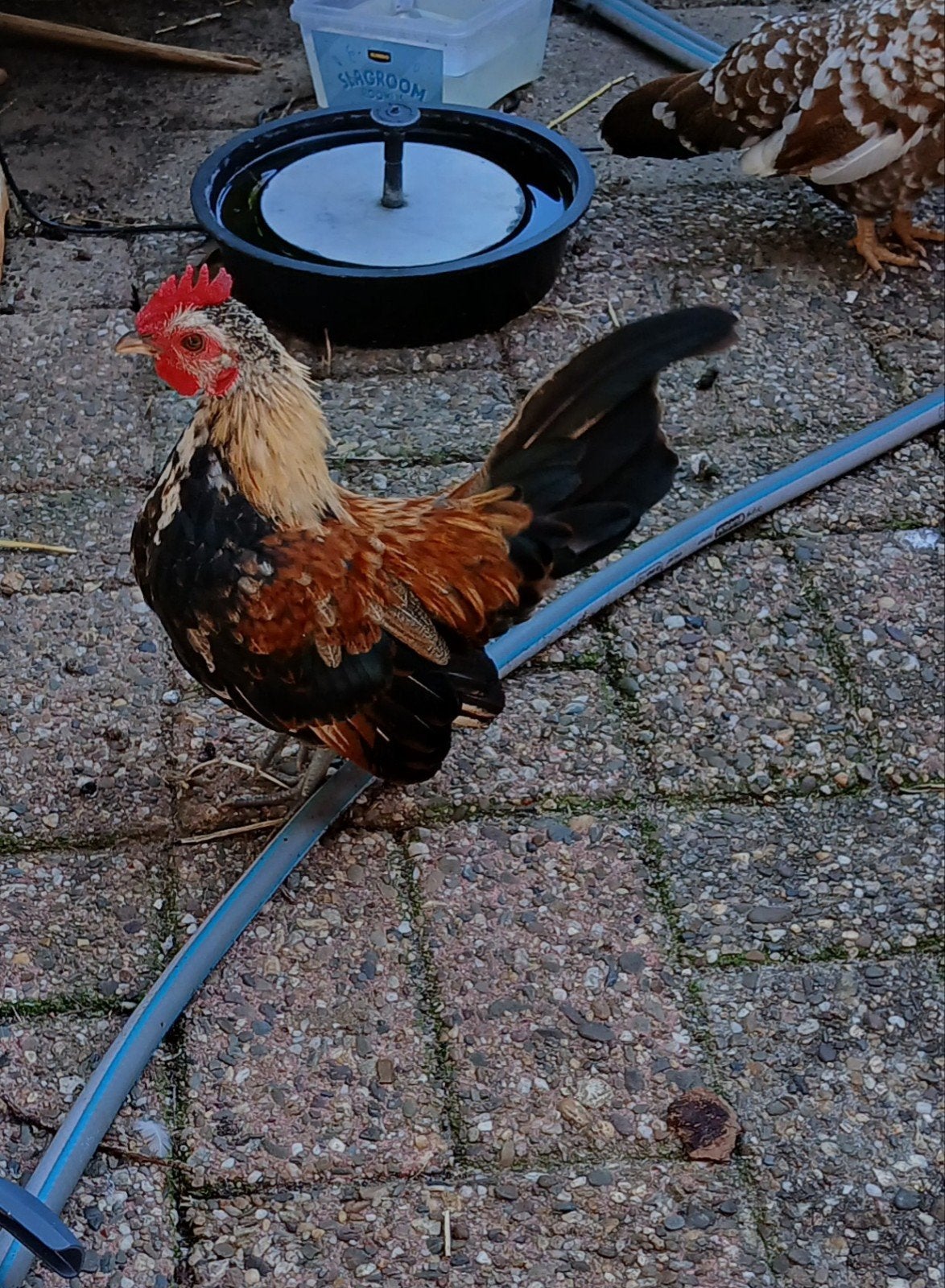 Prachtige jonge Serama haan., Dieren en Toebehoren, Pluimvee, Mannelijk, Kip
