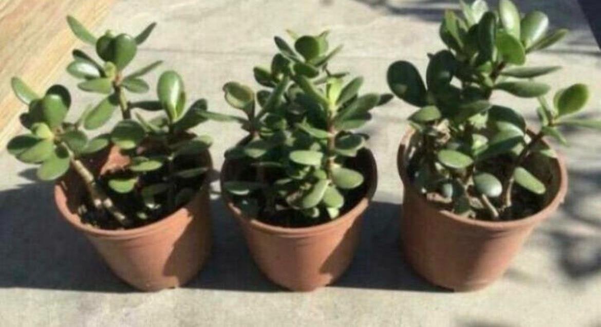 Biologische Crassula Ovata Geldboom stekjes en planten, Ophalen, Vetplant, In pot, Minder dan 100 cm