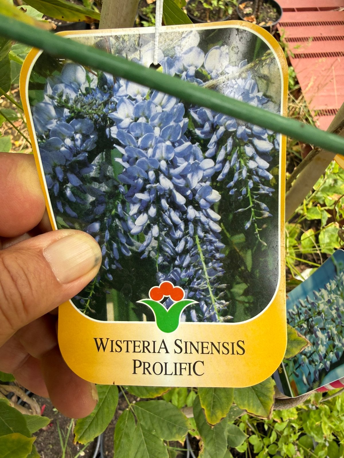Blauwe regens mooie soorten 175/200 geent import 19,95, Ophalen, Volle zon, Vaste plant, Klimplanten