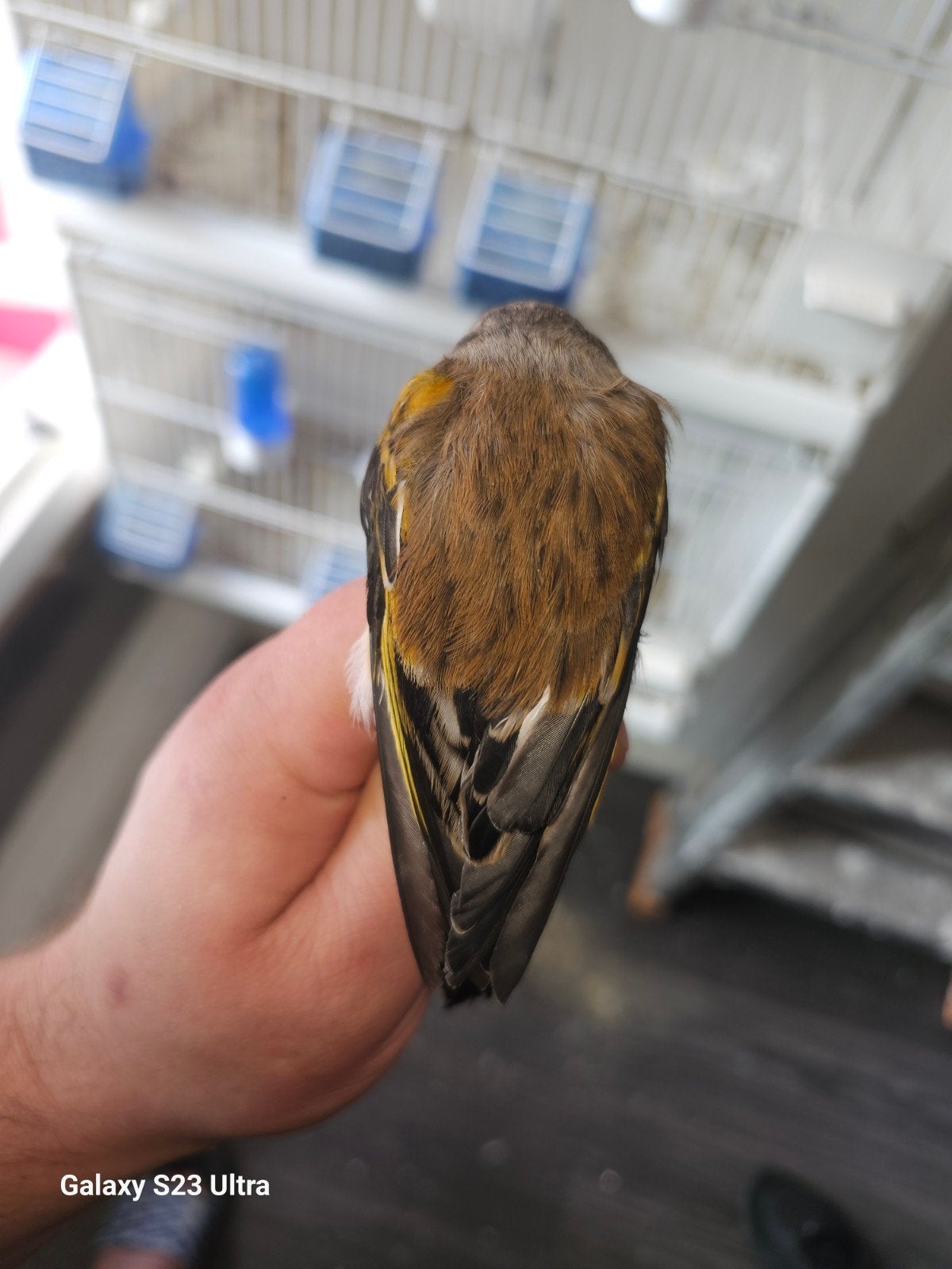 putter  kanarie, Dieren en Toebehoren, Mannelijk, Wildzangvogel