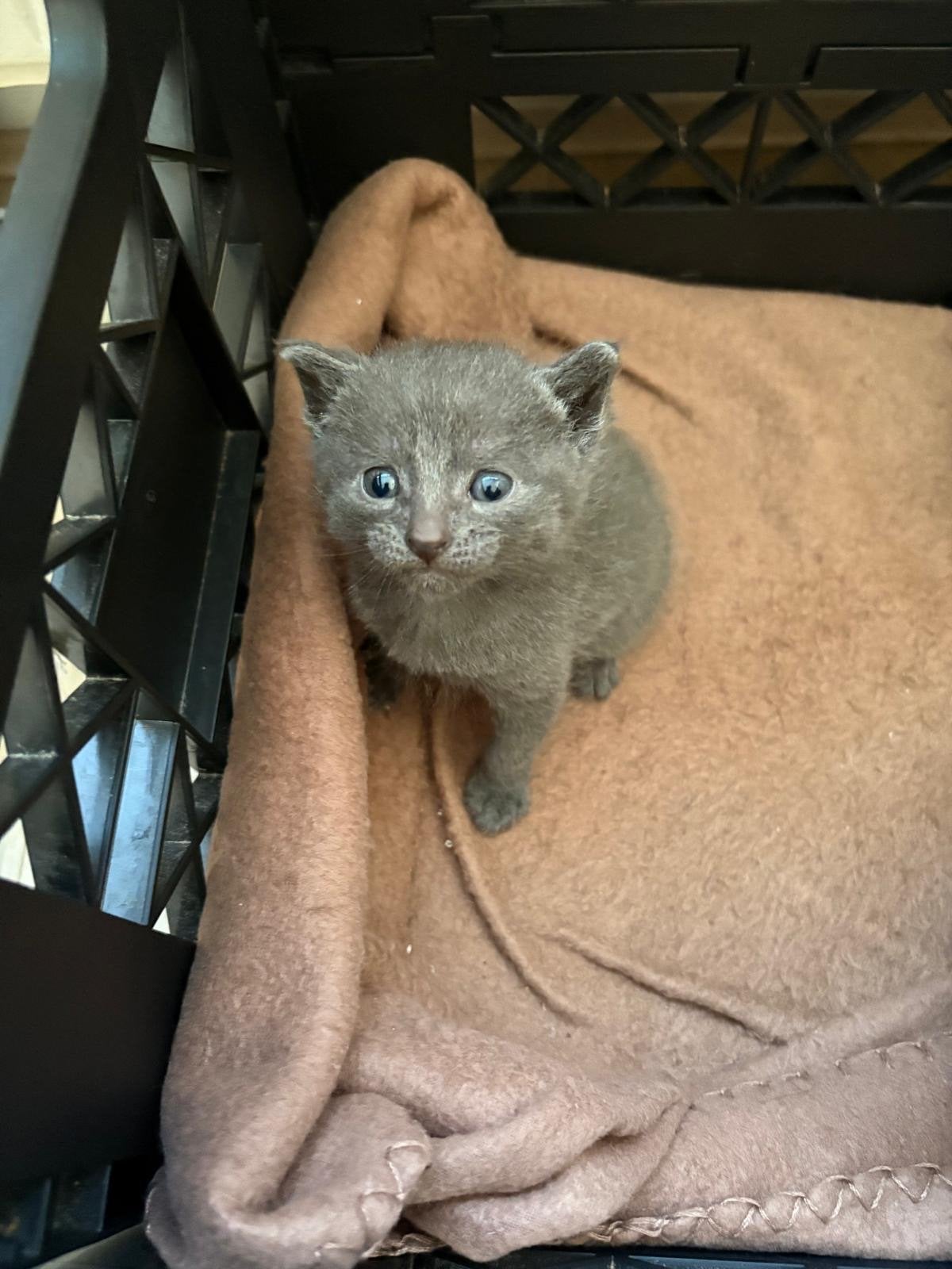 3 kittens aangeboden, Meerdere dieren, Langharig