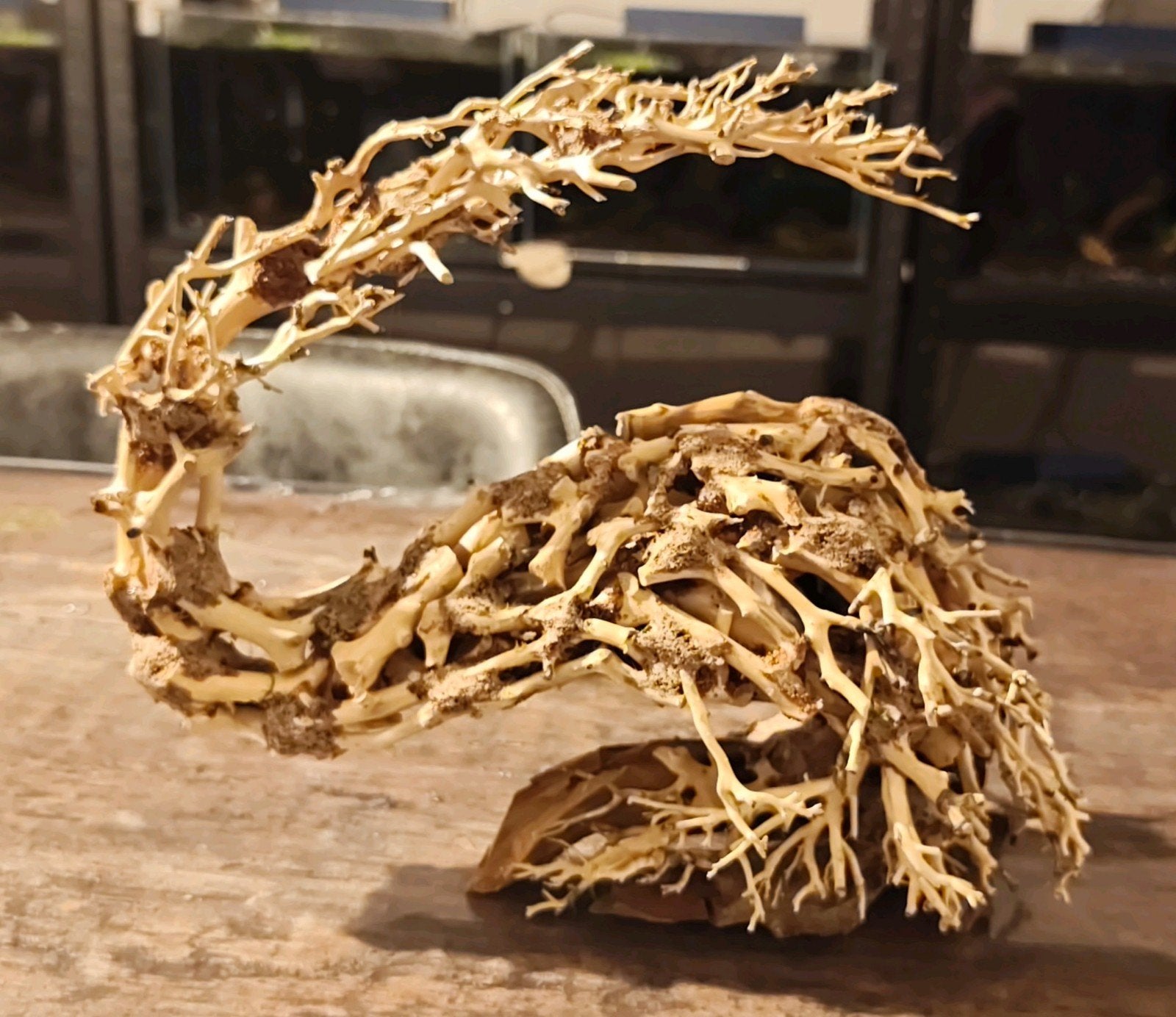 Bonsai Dragon M handgemaakt, Ophalen of Verzenden, Nieuw, Plant(en), Steen of Hout