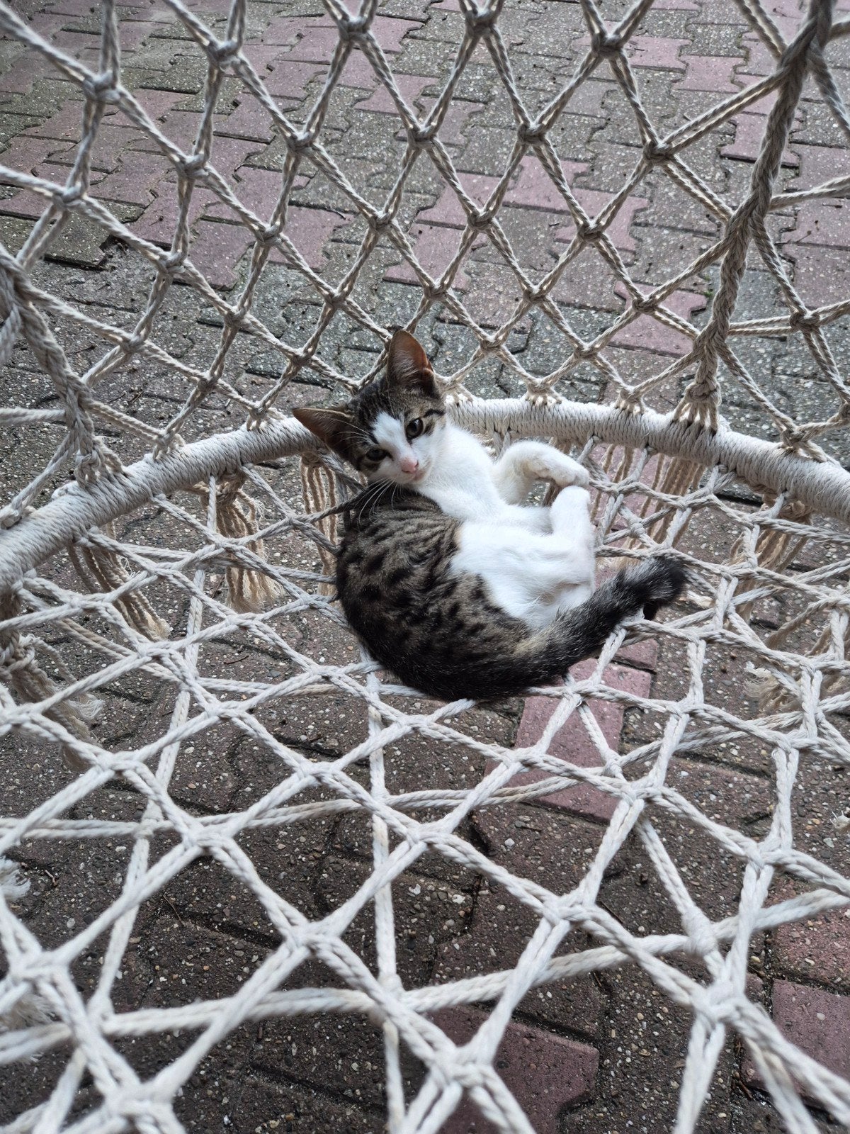 2 super lieve kittens, Dieren en Toebehoren, Meerdere dieren