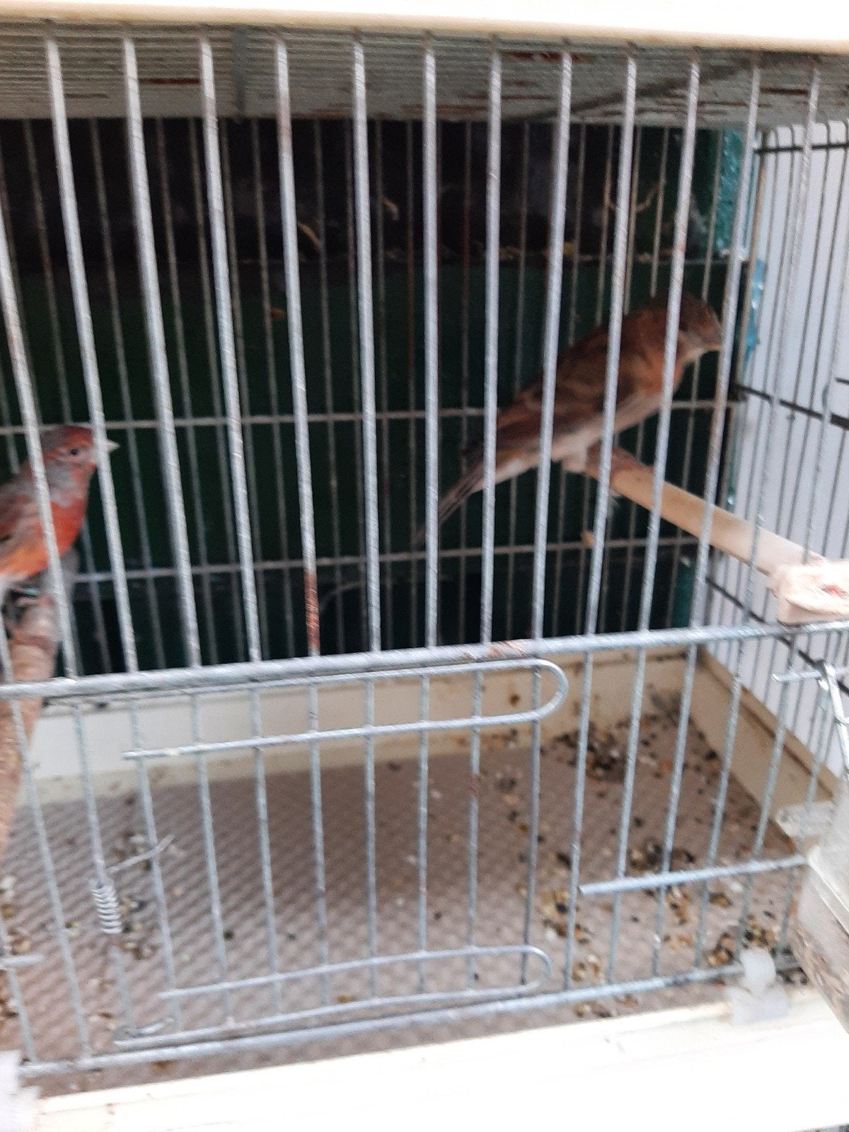 t.k. mooi koppel rood mosaiekagaat kanarie 2025, Meerdere dieren, Kleurkanarie