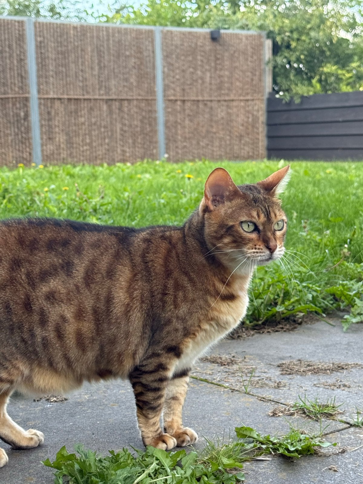 Fijn huis gezocht in zeeland voor onze 2 bengalen, Dieren en Toebehoren, Meerdere dieren, 3 tot 5 jaar