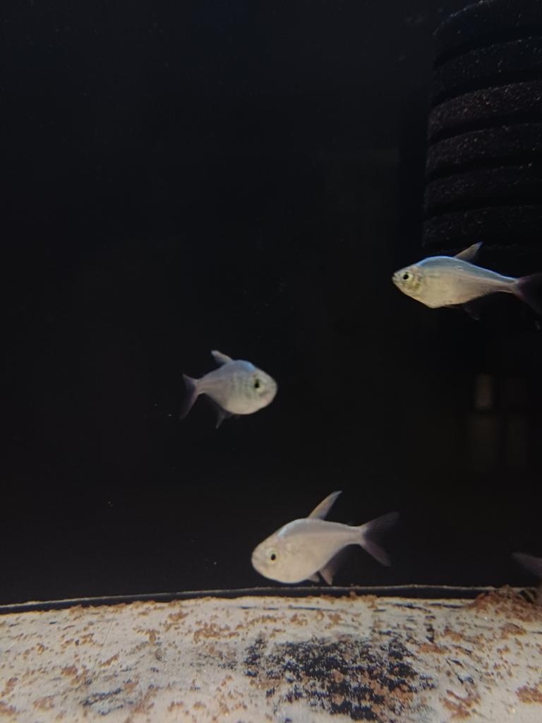Colombiaanse tetra, Vis