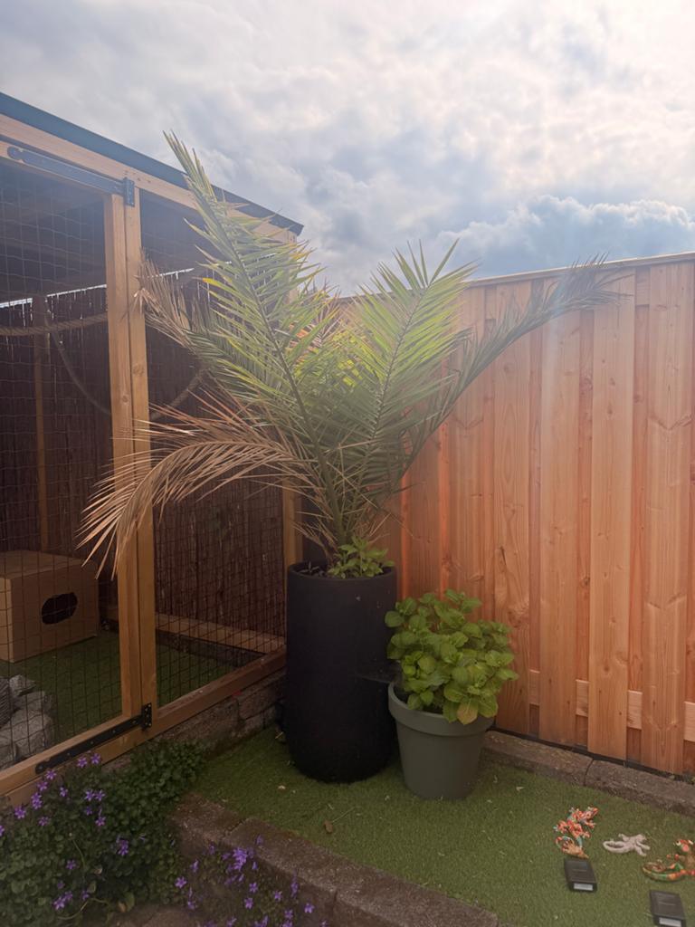 Diverse palmbomen en plantenbakken te koop, Ophalen, Gebruikt, Balkon, Metaal