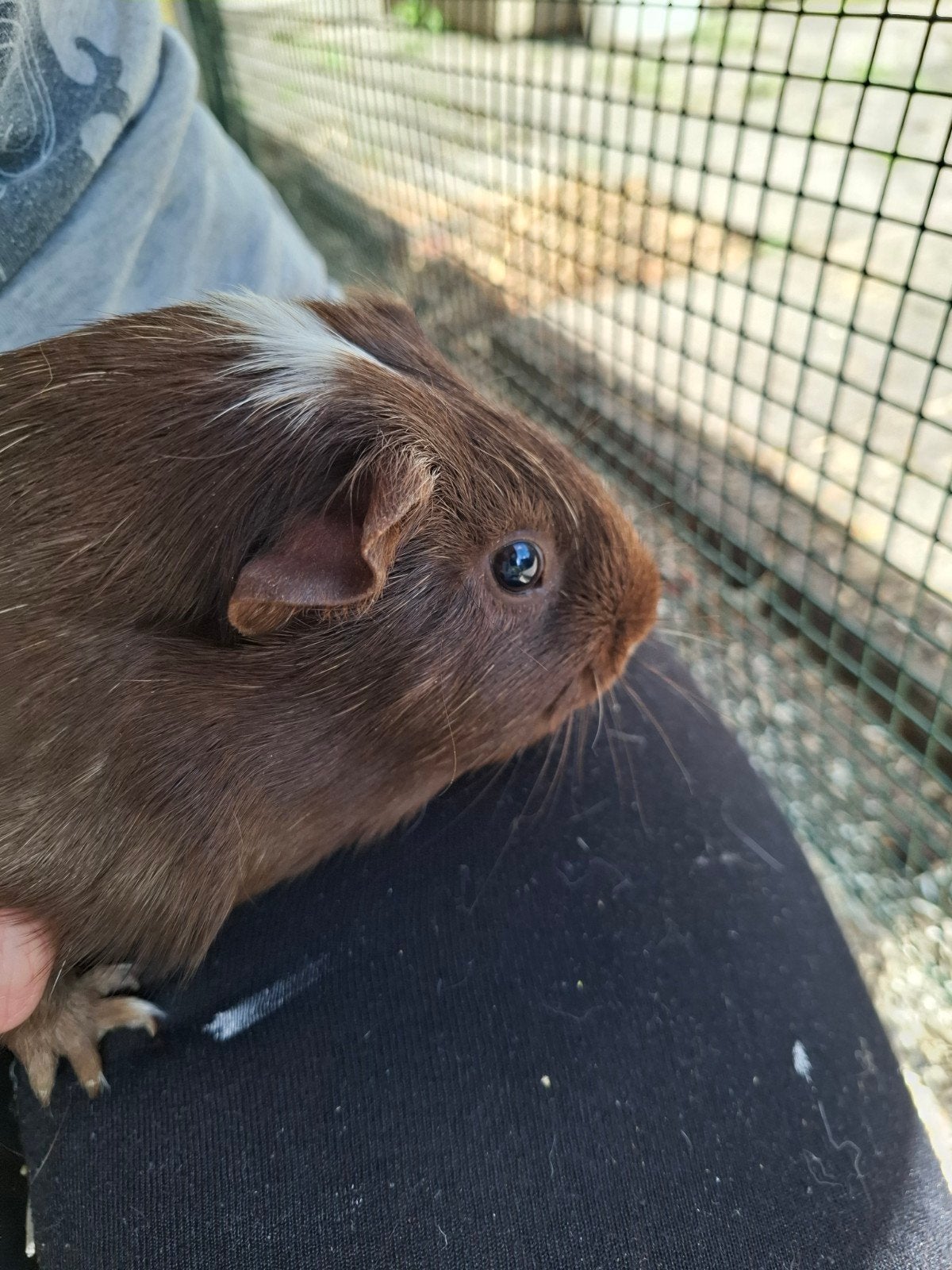 Koppel cavia's te koop, Dieren en Toebehoren, Knaagdieren, Juni, Meerdere dieren, Cavia
