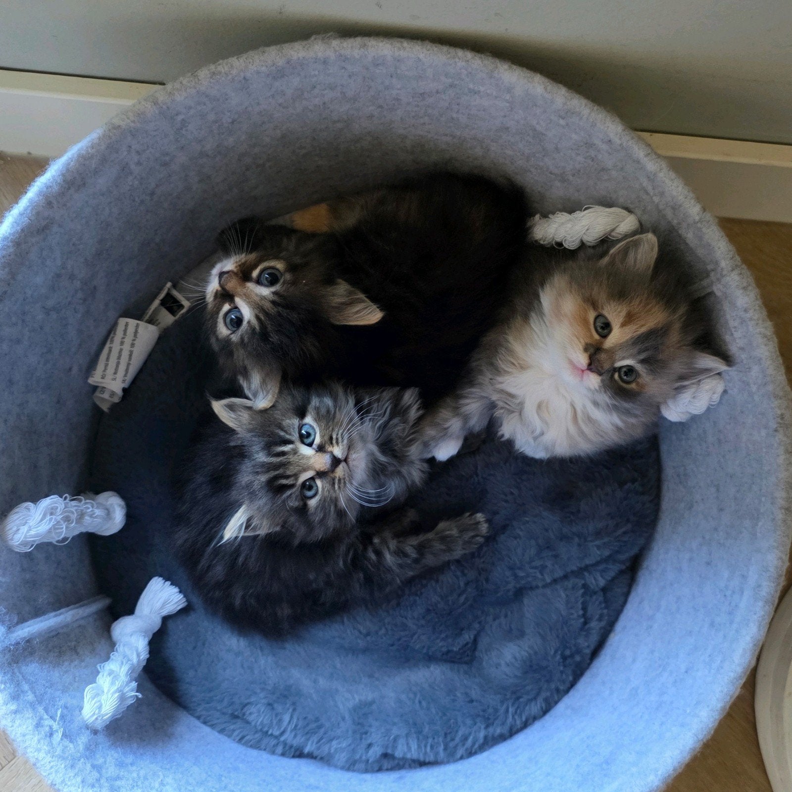 Prachtige maine coon kitten, Poes, Ontwormd