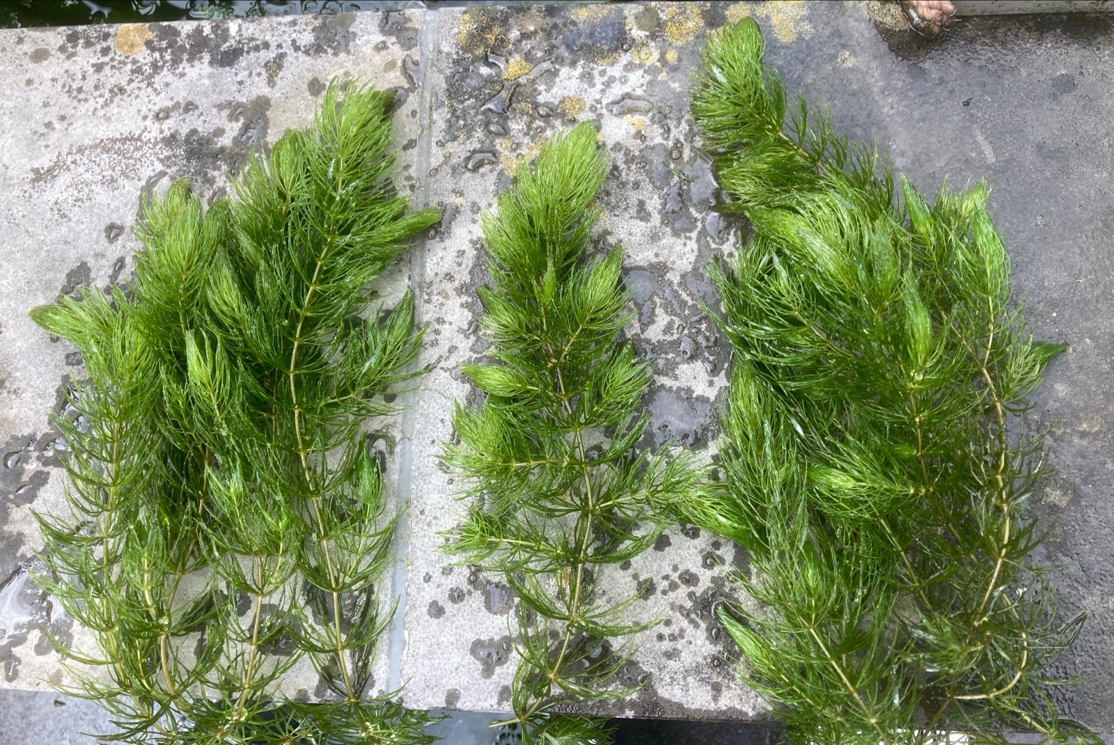 Zuurstofplanten voor vijver  (Hoornblad), Ophalen, Nieuw
