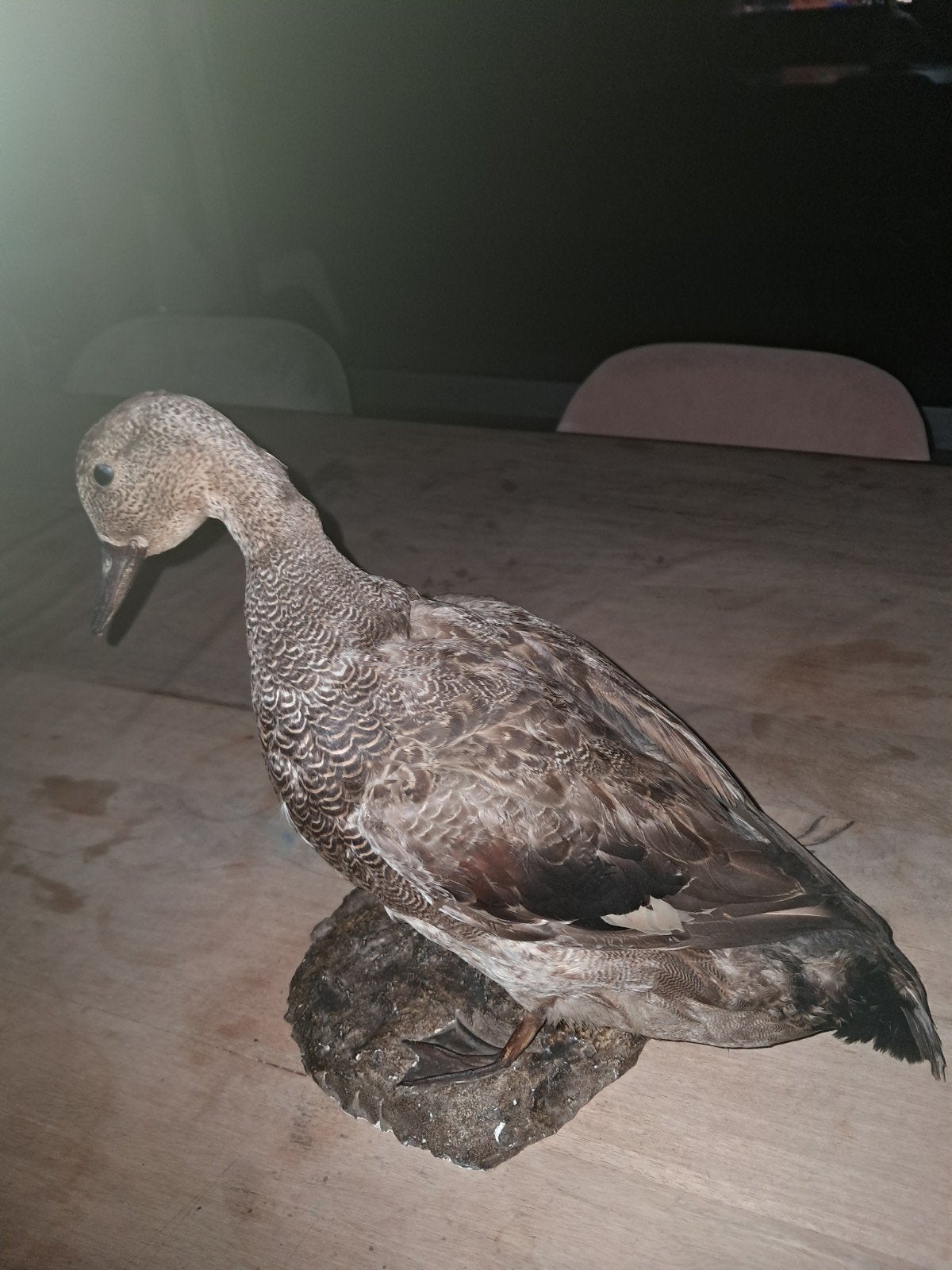 opgezette eend taxidermie, Ophalen of Verzenden, Gebruikt, Vogel, Opgezet dier