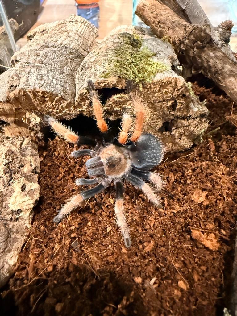 Brachypelma boehmei