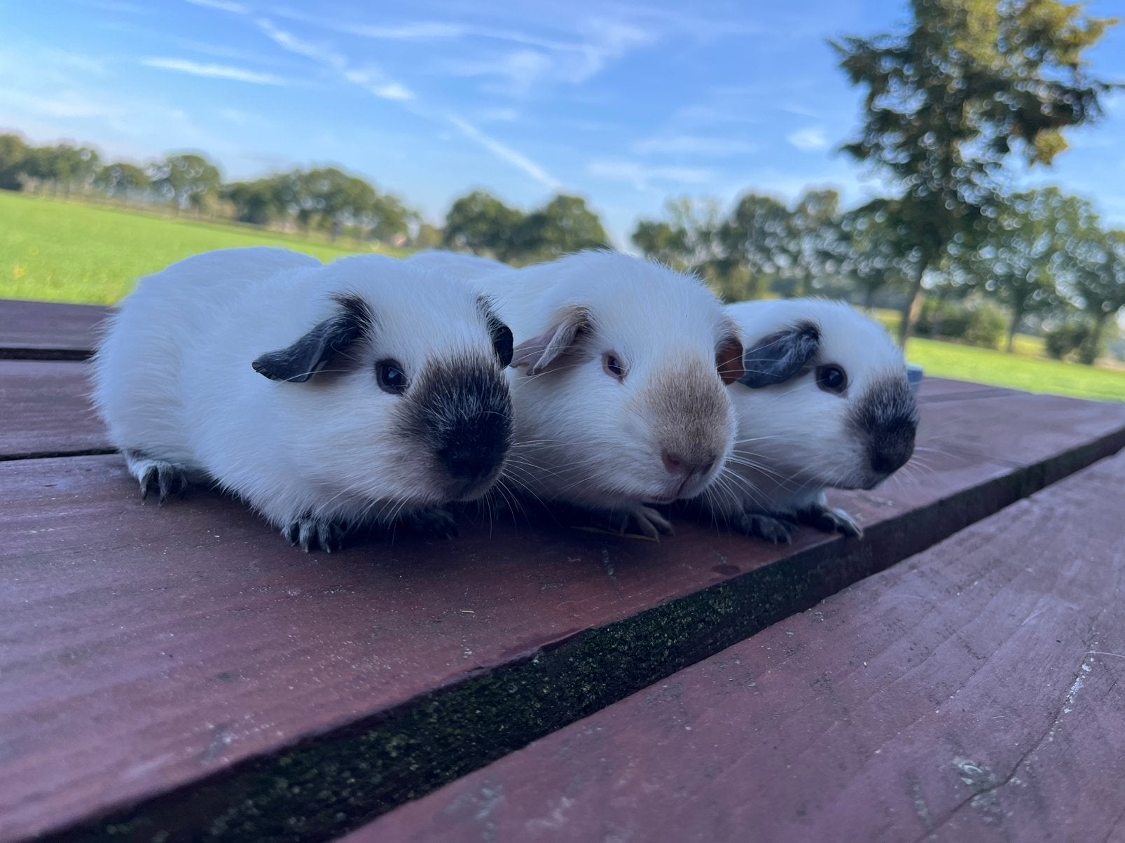 California cavia’s, Dieren en Toebehoren, Cavia, Augustus, Meerdere dieren, Tam