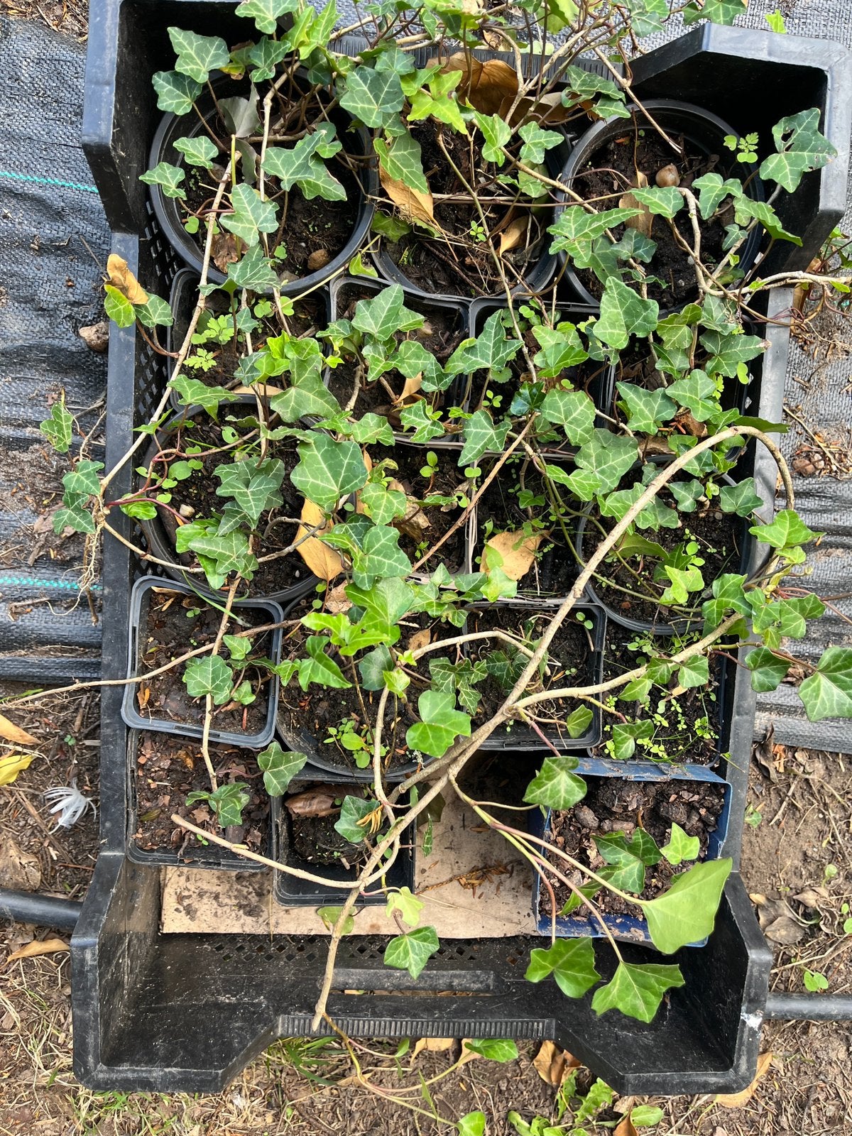 Hedera 18 planten 12,50, Ophalen, Overige soorten, Minder dan 100 cm