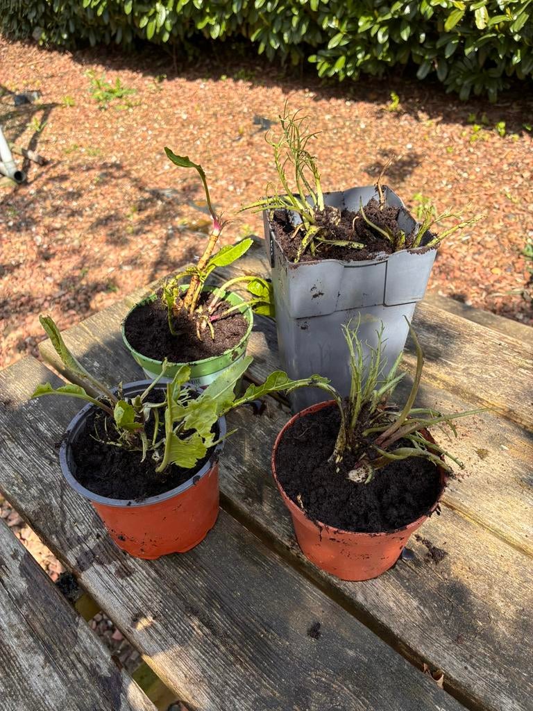 Vaste planten Mierikswortel, Ophalen, Vaste plant, Overige soorten