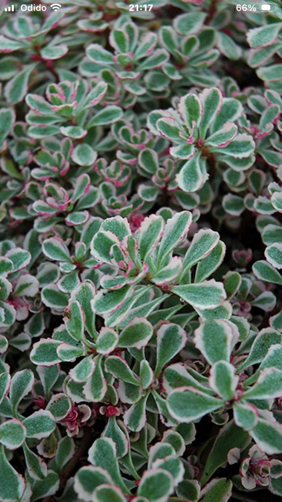 Sedum spurium ‘ tricolor’, Ophalen, Bodembedekkers, Volle zon, Vaste plant