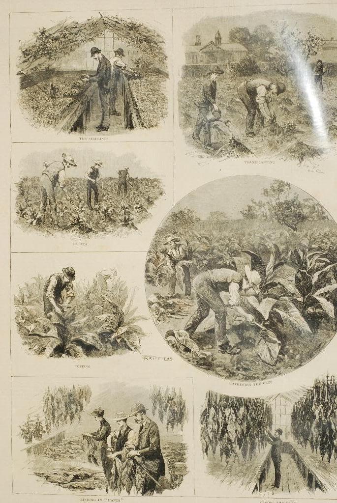 Tabak oogsten Engeland - Antieke illustratie 19e eeuw, Verzenden, Voor 1940, Zo goed als nieuw, Overige onderwerpen