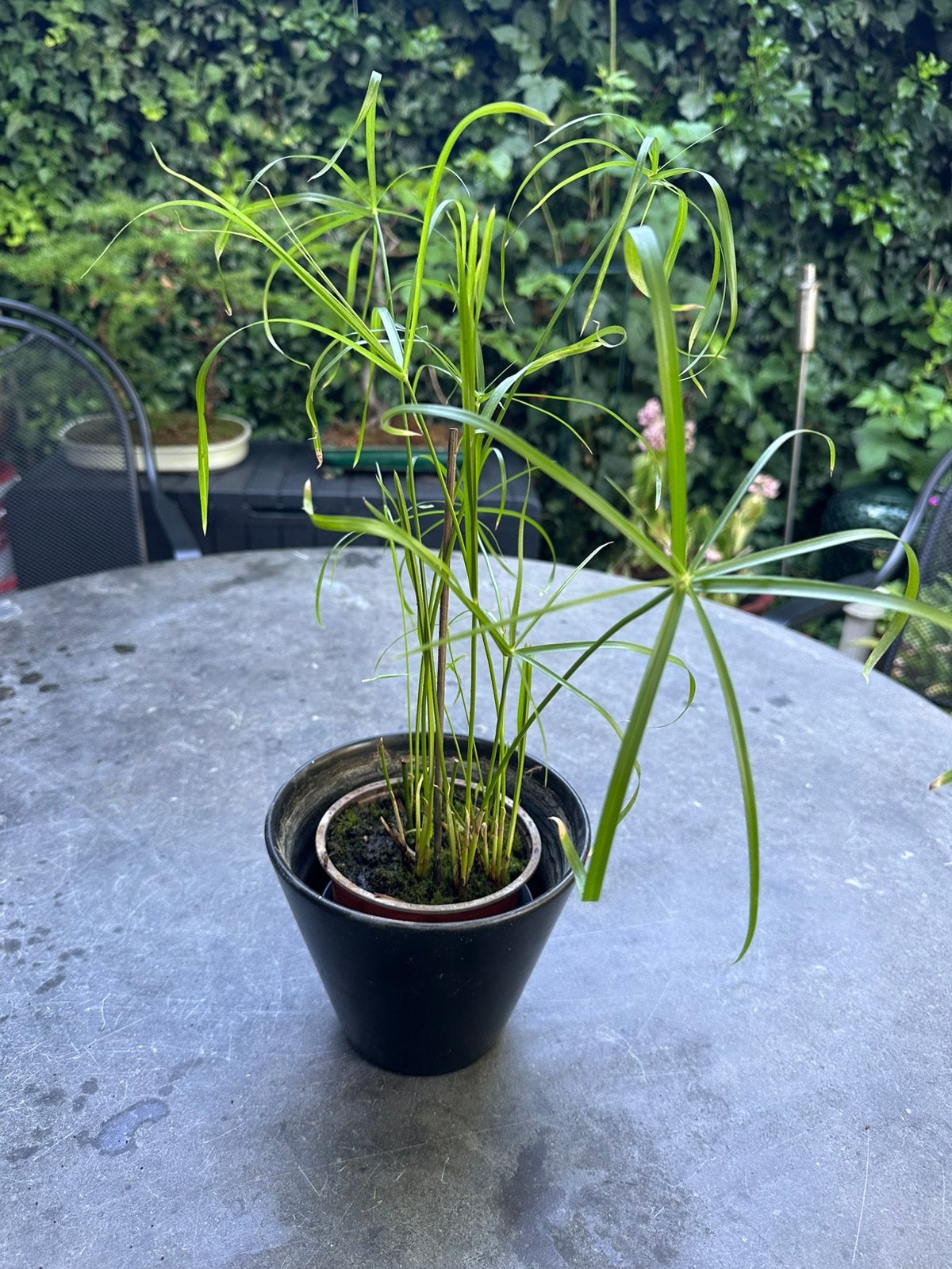 Jonge PARAPLUPLANT/PAPYRUS PLANT / CYPERUS ALTERNIFOLIUS, Ophalen, Overige soorten, Halfschaduw, Minder dan 100 cm