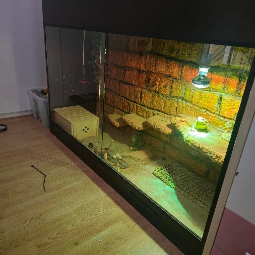 Baardagaam vrouwtje met toebehoren Bearded Dragon - female for sale from Joyce