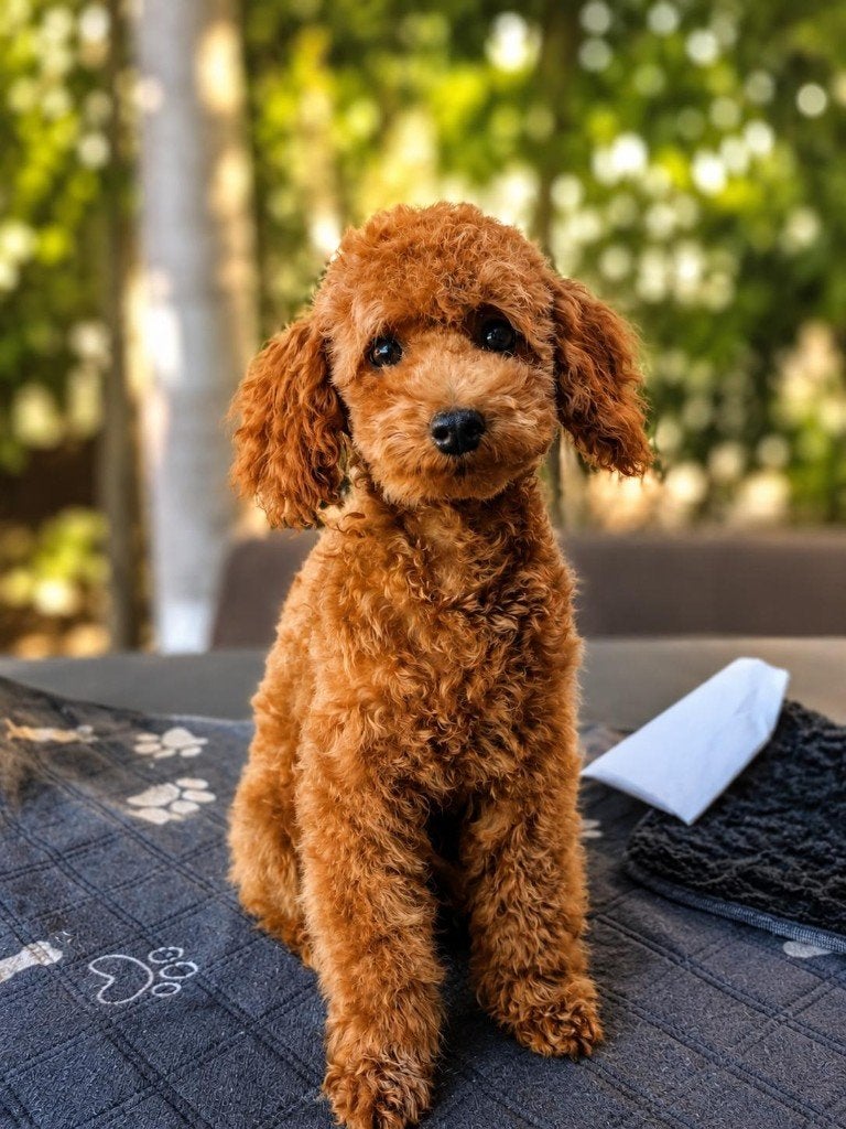 Toy Poedel, Parvo, Poedel, 15 weken tot 1 jaar, Reu