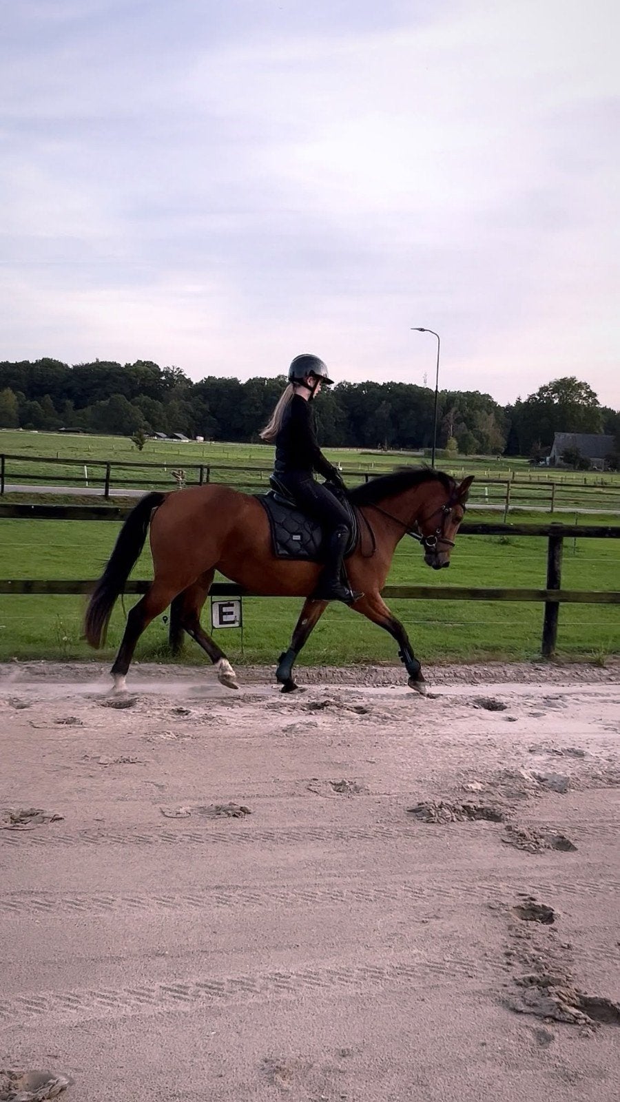 Lieve betrouwbare 3 jarige d pony New Forrest x Alexandro P, Minder dan 160 cm, Zadelmak, 3 tot 6 jaar, Merrie