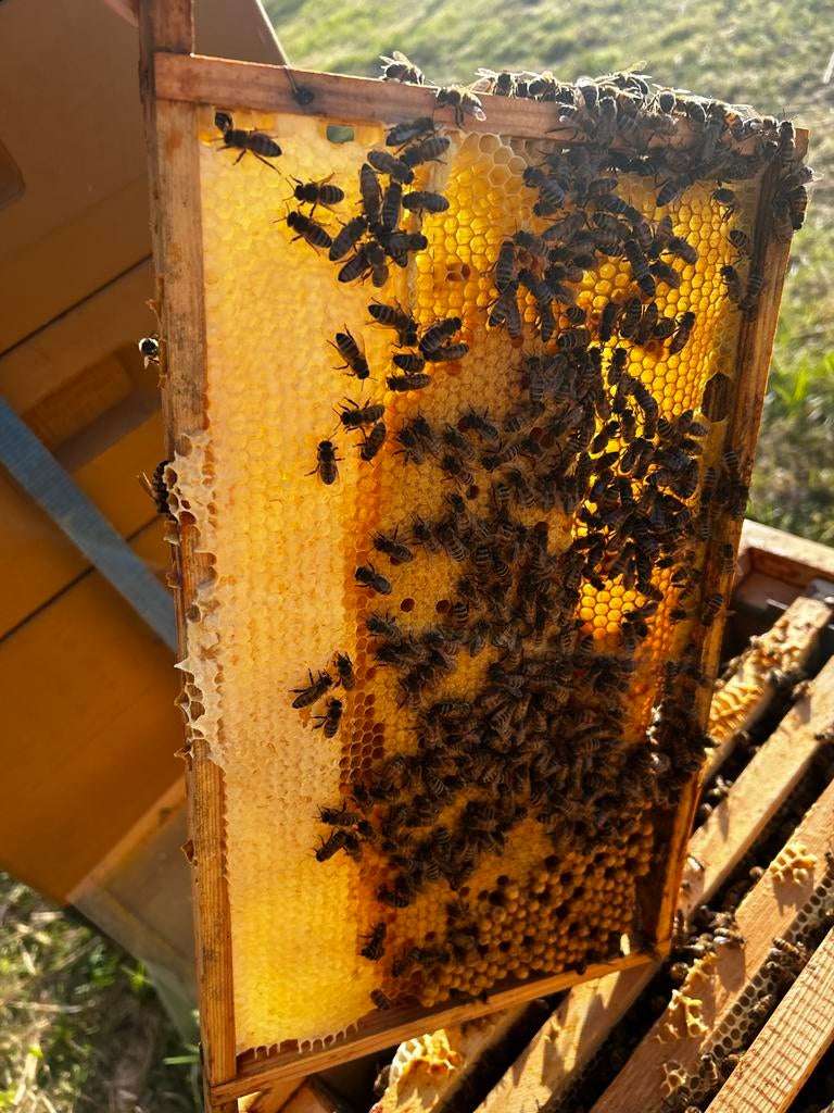 Bijenvolk buckfast met f1 moer, Dieren en Toebehoren, Bijen
