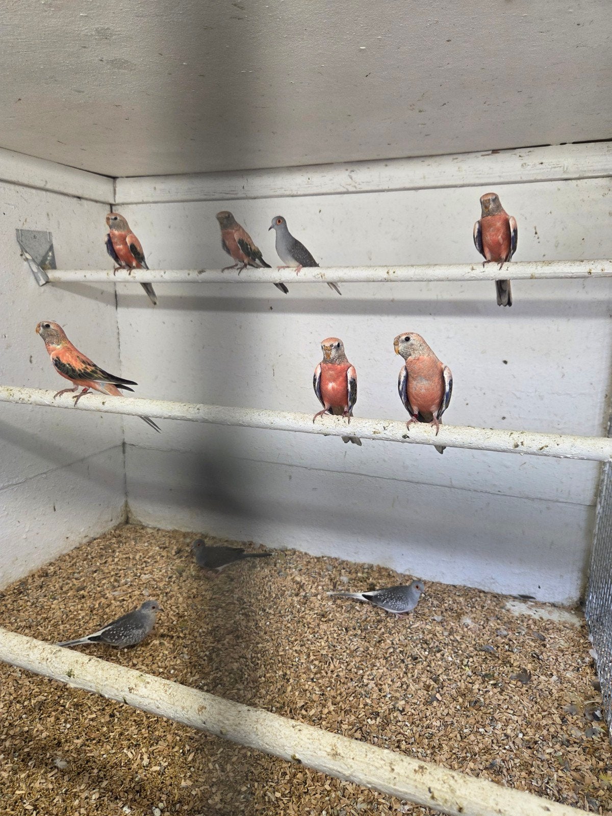 Diamant duifjes, Meerdere dieren, Overige soorten