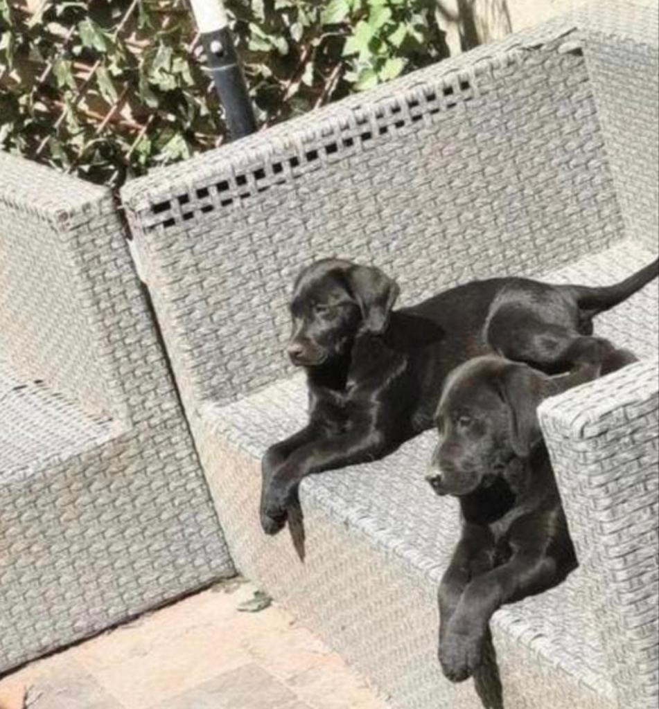 Laatste 2 labrador pups uit nest van 10., België, Particulier, 8 tot 15 weken, Labrador retriever