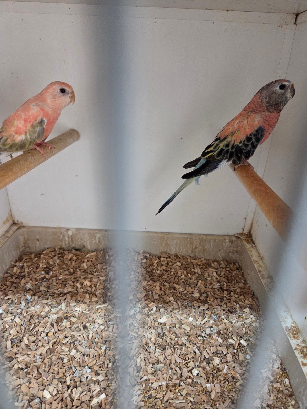bourks poppen, Vrouwelijk, Parkiet