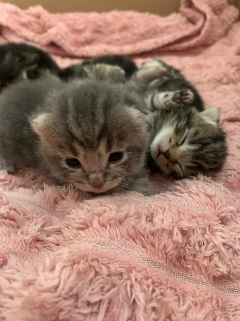 KITTENS, Meerdere dieren