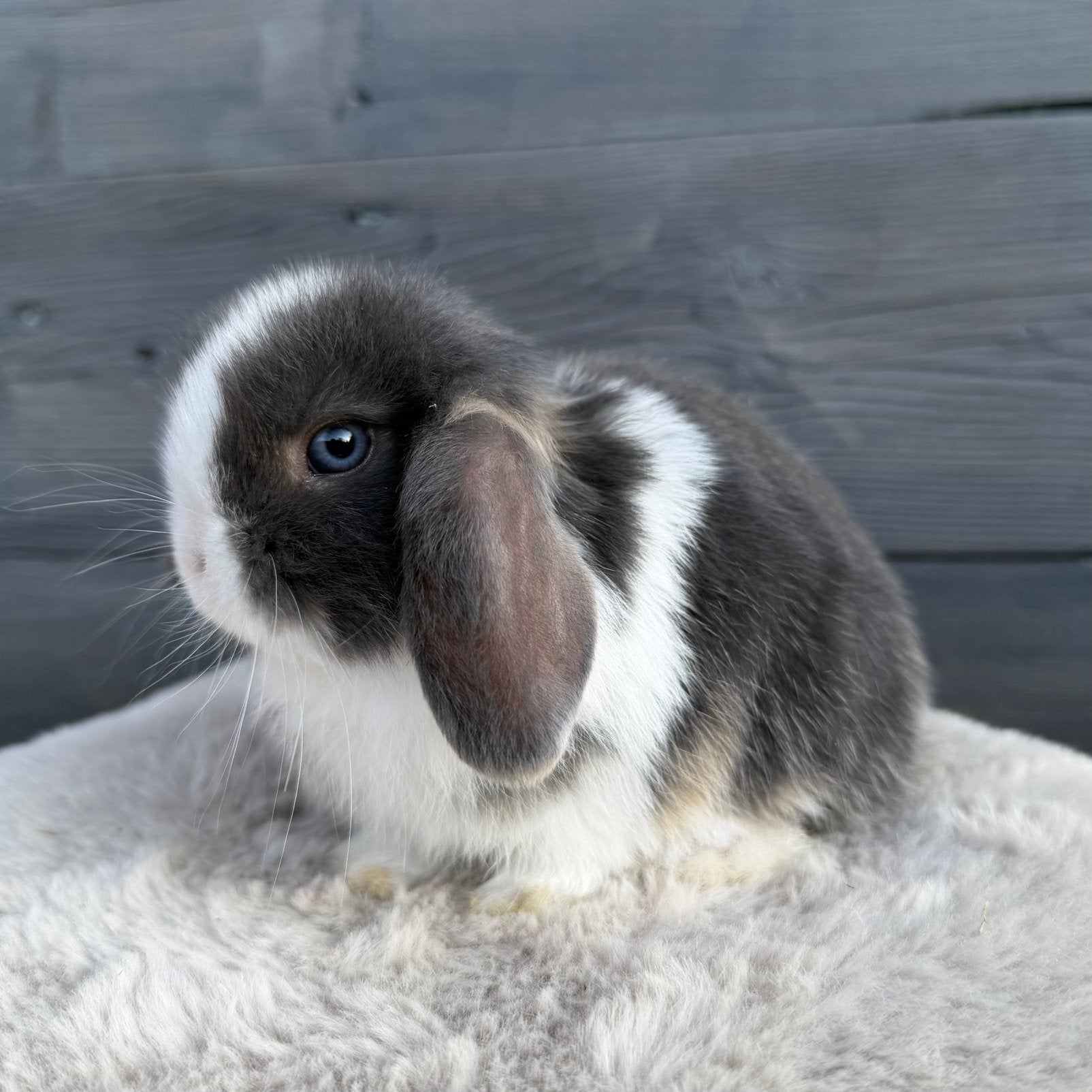 Lieve minilop baby konijntjes, Meerdere dieren, Dwerg