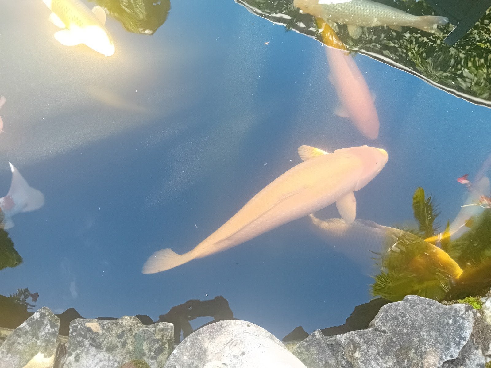 jumbo karashi 93 cm konishi handtam, Dieren en Toebehoren, Karper of Koi