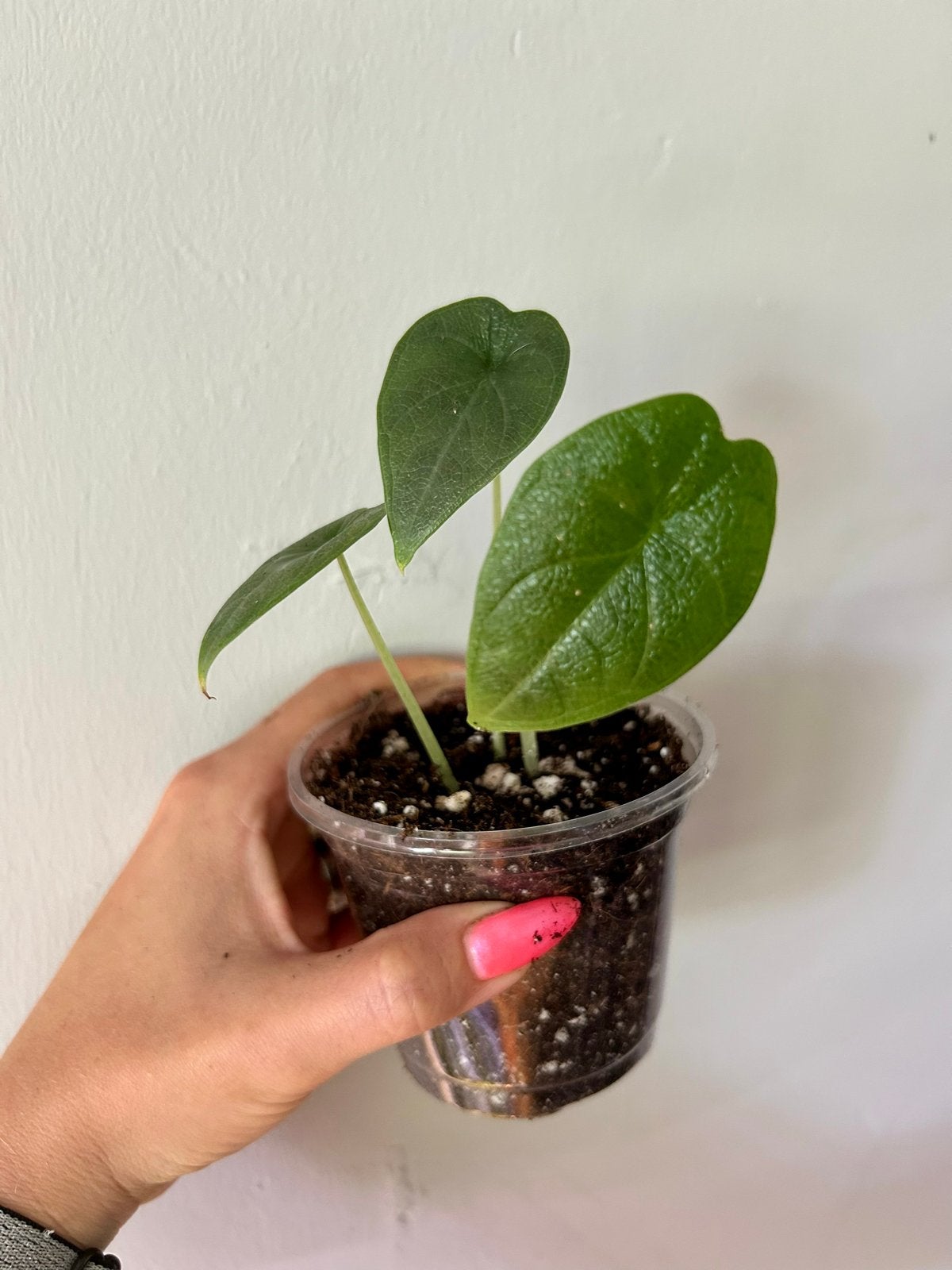 Alocasia Melo - Unieke en zeldzame kamerplant, Ophalen of Verzenden, Halfschaduw, Minder dan 100 cm