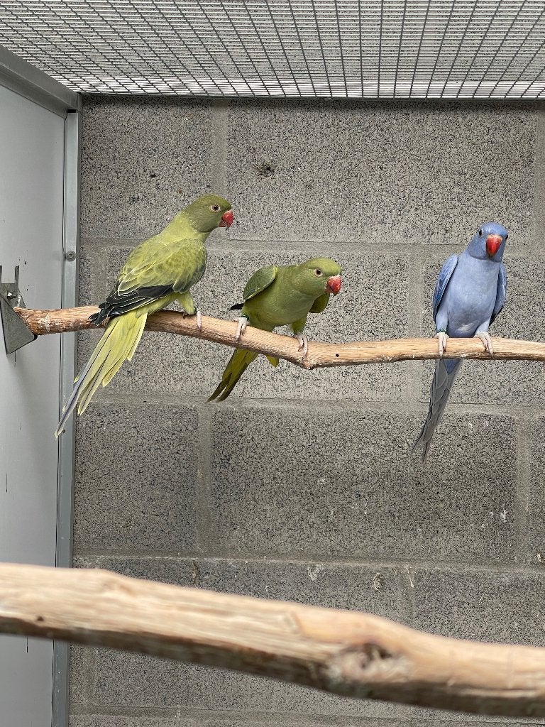 Halsbandparkiet, Geslacht onbekend, Parkiet