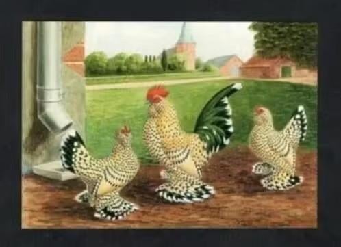 Pluimvee Kippen Sabelpoot Citroen Boerderij, Van Gink., Verzamelen, Ansichtkaarten | Dieren, Ongelopen, 1960 tot 1980, Vogel, Ophalen of Verzenden