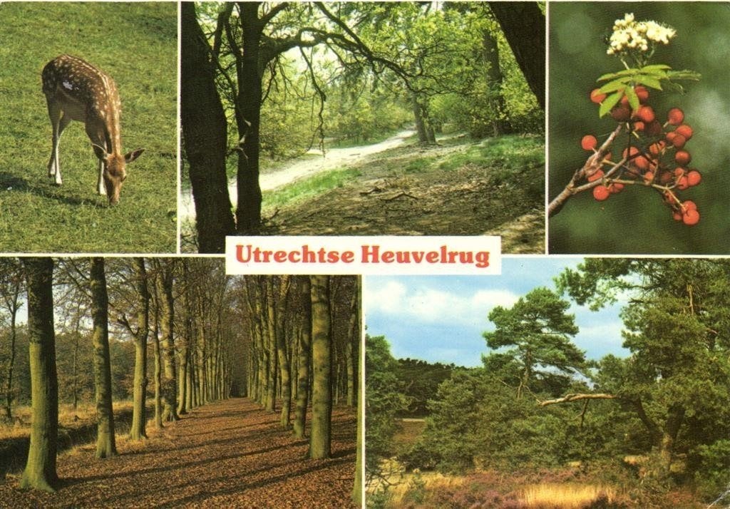 Utrechtse Heuvelrug - 5 afb natuur - 1994 gelopen, Ophalen of Verzenden, 1980 tot heden, Gelopen, Utrecht