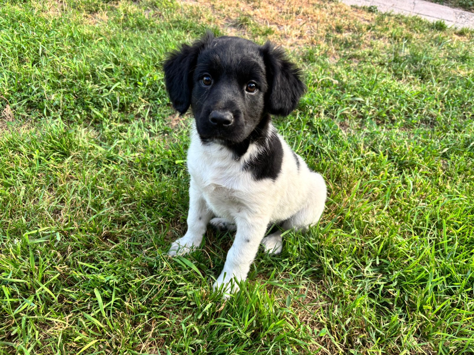Lieve Friese Stabij pups /puppy’s: nog 1 teefje en 2 reutjes, Dieren en Toebehoren, Parvo, 8 tot 15 weken, Meerdere, Meerdere dieren