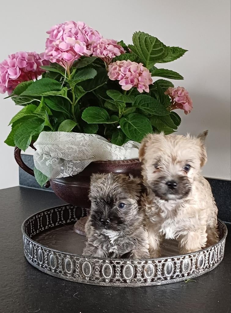 Prachtige pups!  Cairn Terriër x Maltezer, 8 tot 15 weken, Meerdere, Meerdere dieren, Klein