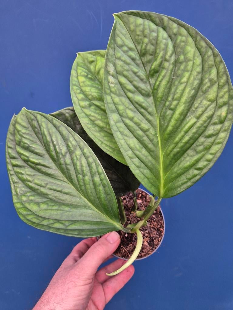 Monstera Pinnatipartita p12, Huis en Inrichting, Kamerplanten, Ophalen of Verzenden, Halfschaduw, Minder dan 100 cm