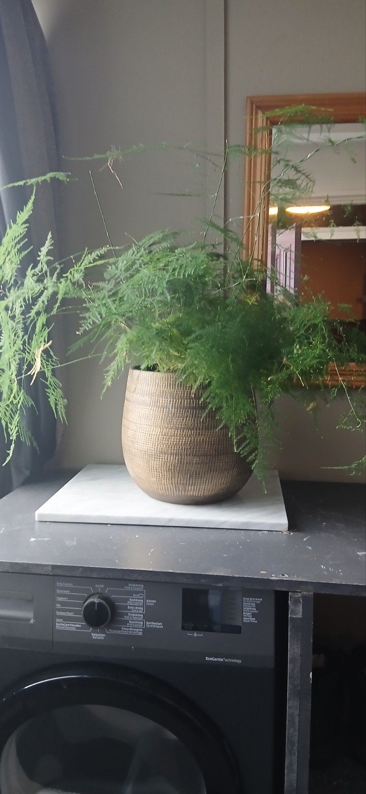 Prachtige Asparagus Varen in Decoratieve Pot, Ophalen, Overige soorten, Halfschaduw, In pot