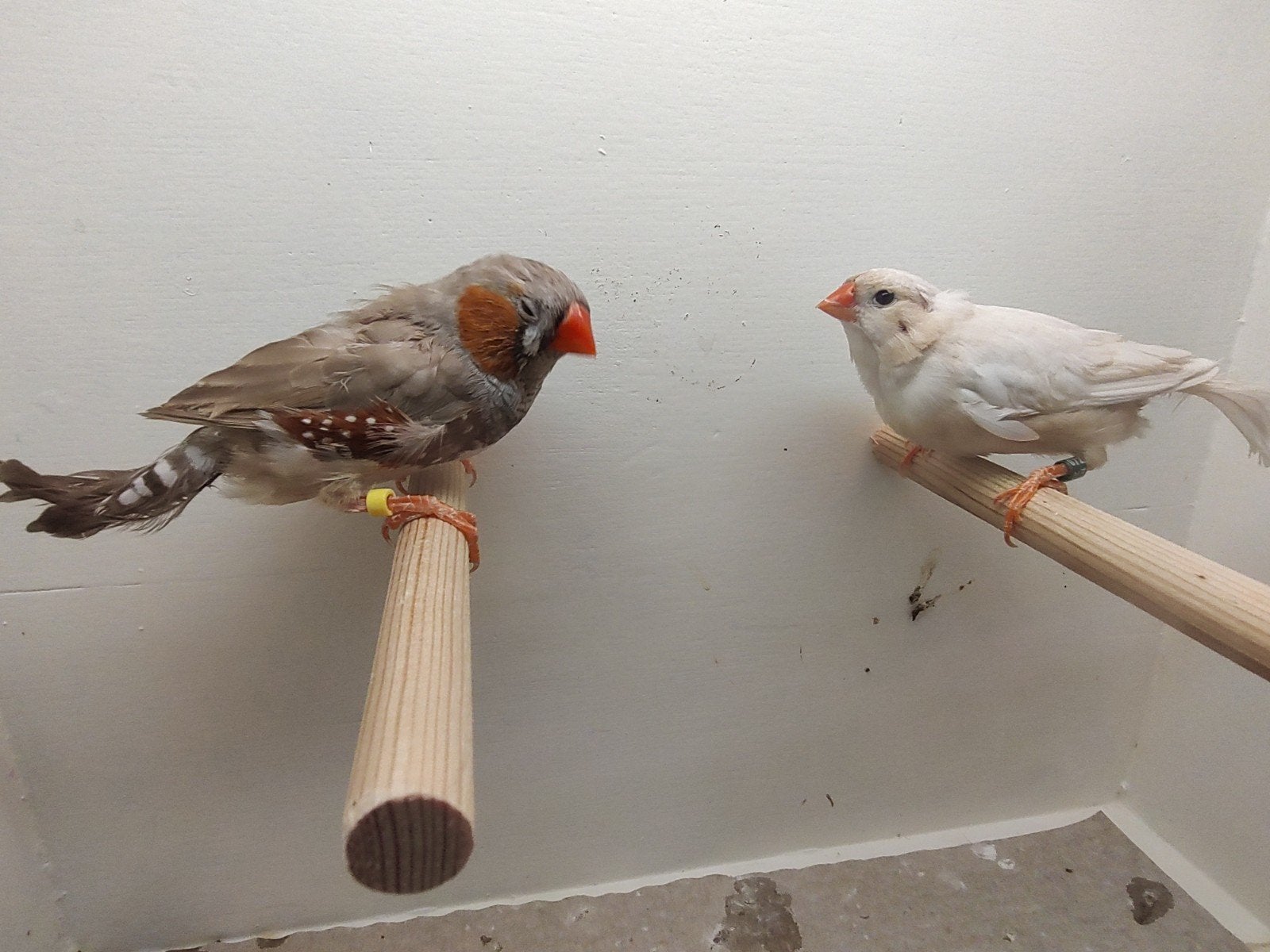 Koppel zebravinken bruinbsplit isabel x isabel bruinserie'26, Dieren en Toebehoren, Vogels | Overige Vogels, Meerdere dieren, Tropenvogel